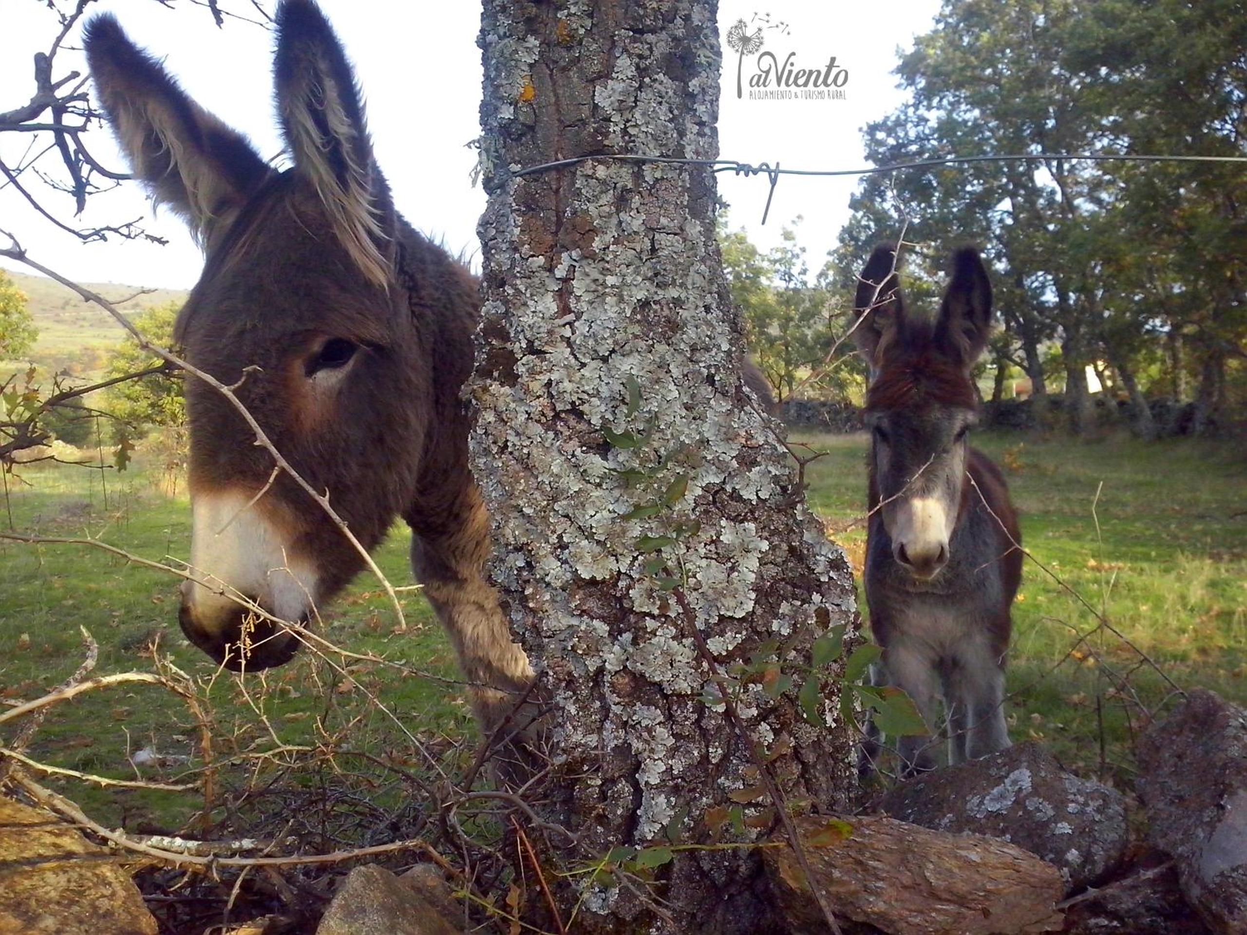 AL VIENTO, Alojamiento & Turismo Rural Horcajuelo