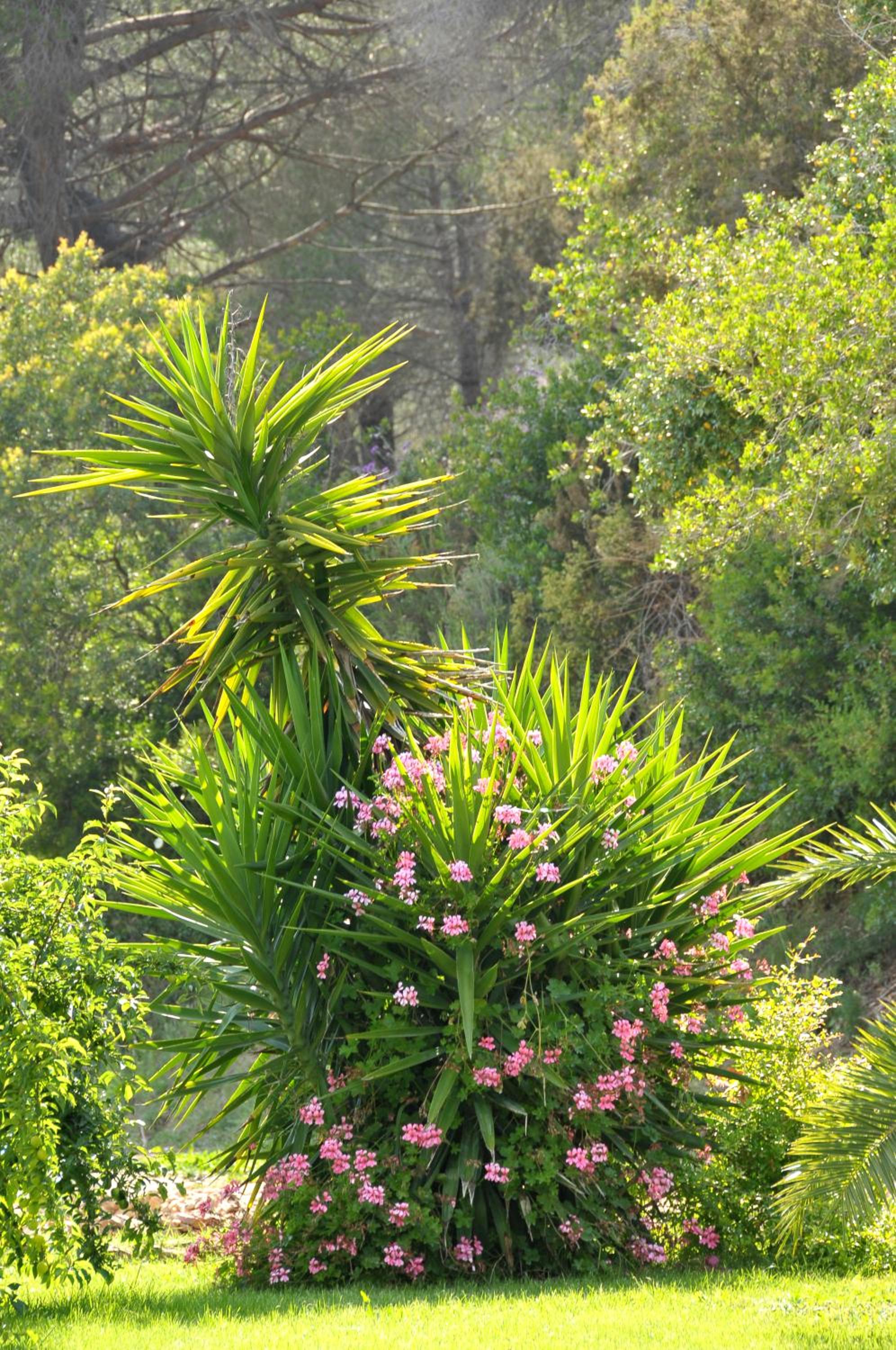 garden