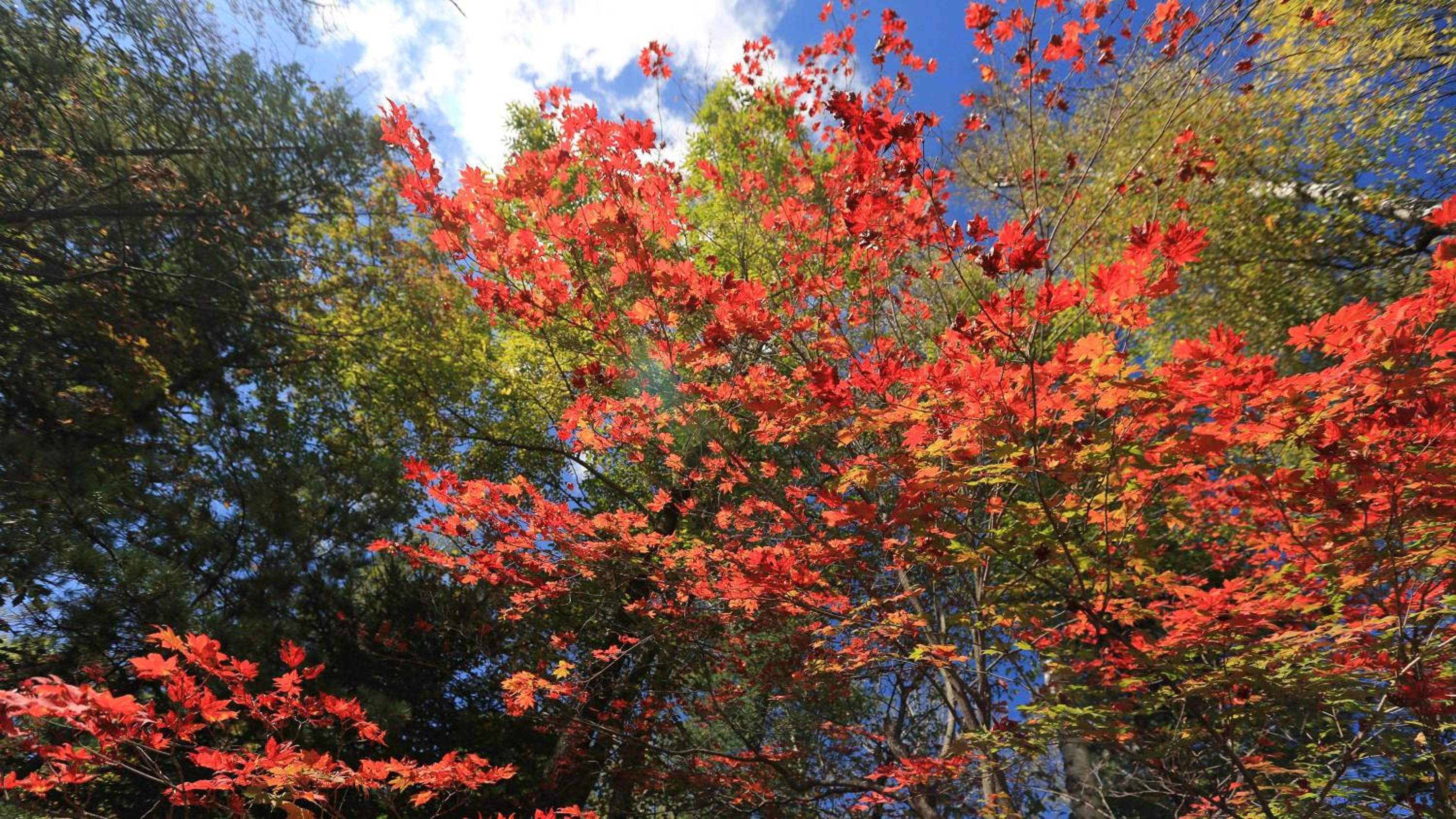 Wanda Jin Suites Changbaishan