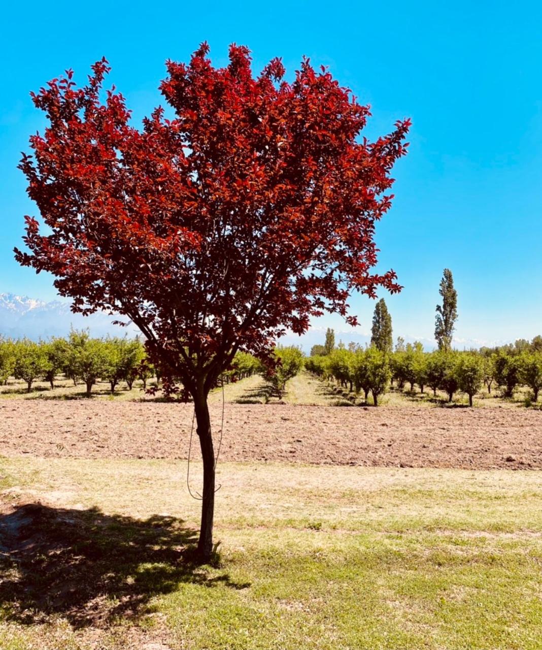 El Lagar de Uco