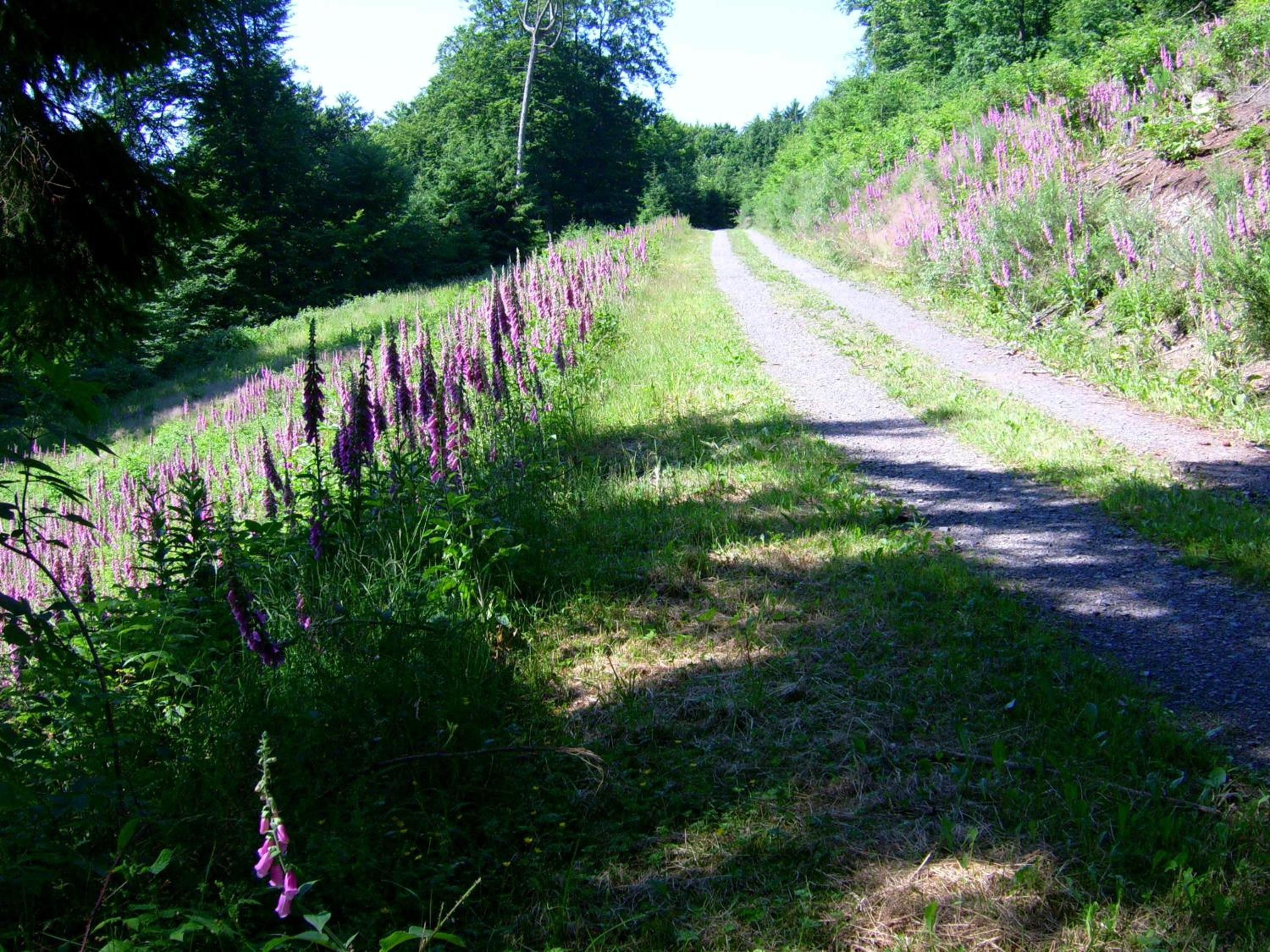 Photo 32