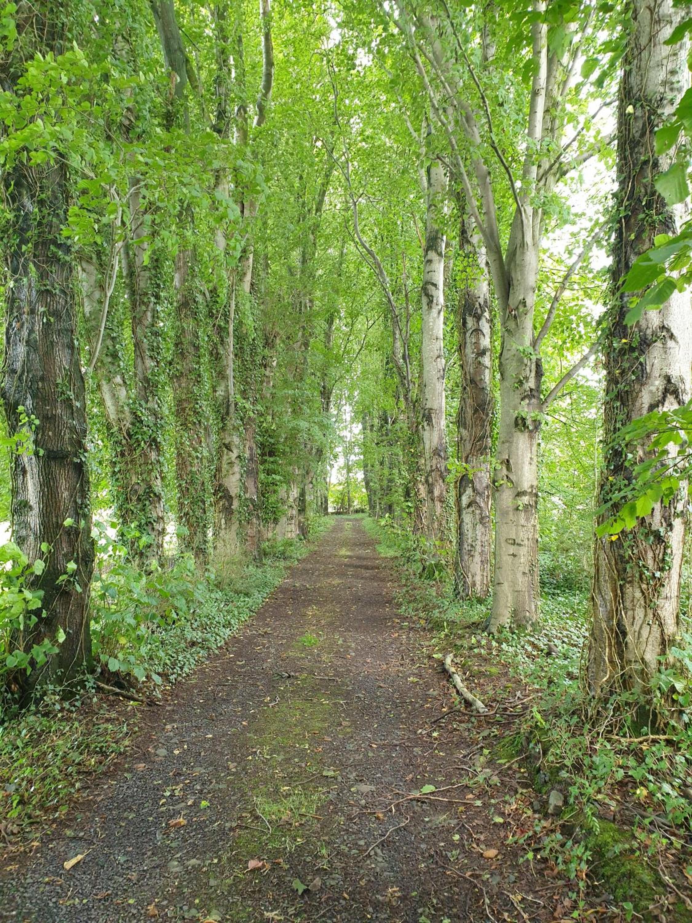 Photo 41