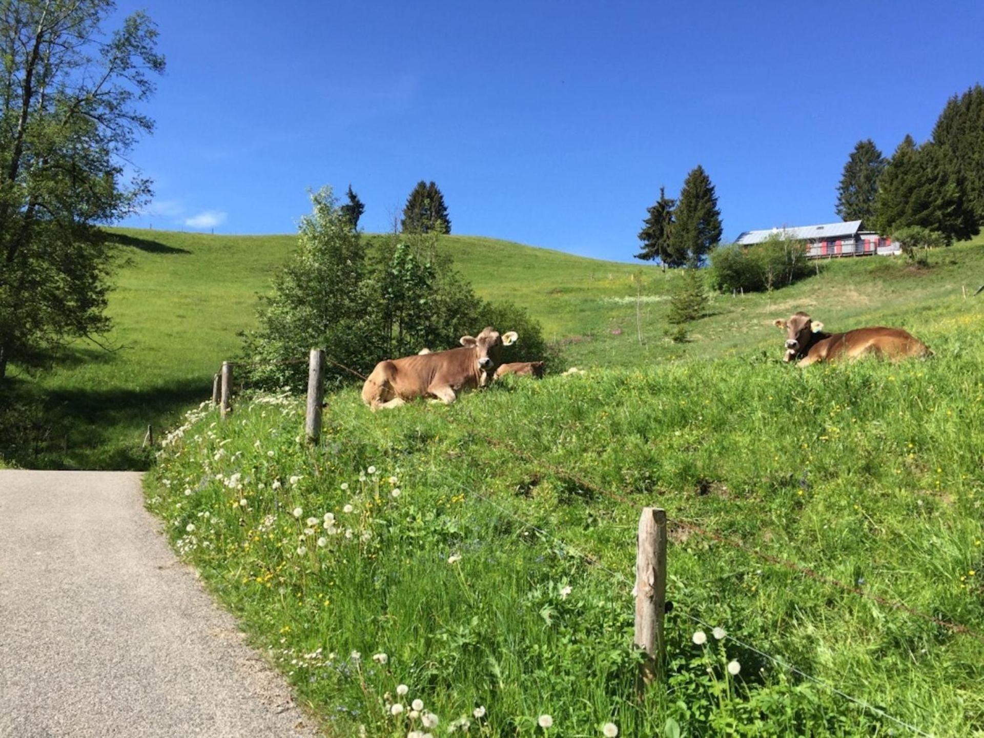 Sehnsucht-Allgaeu