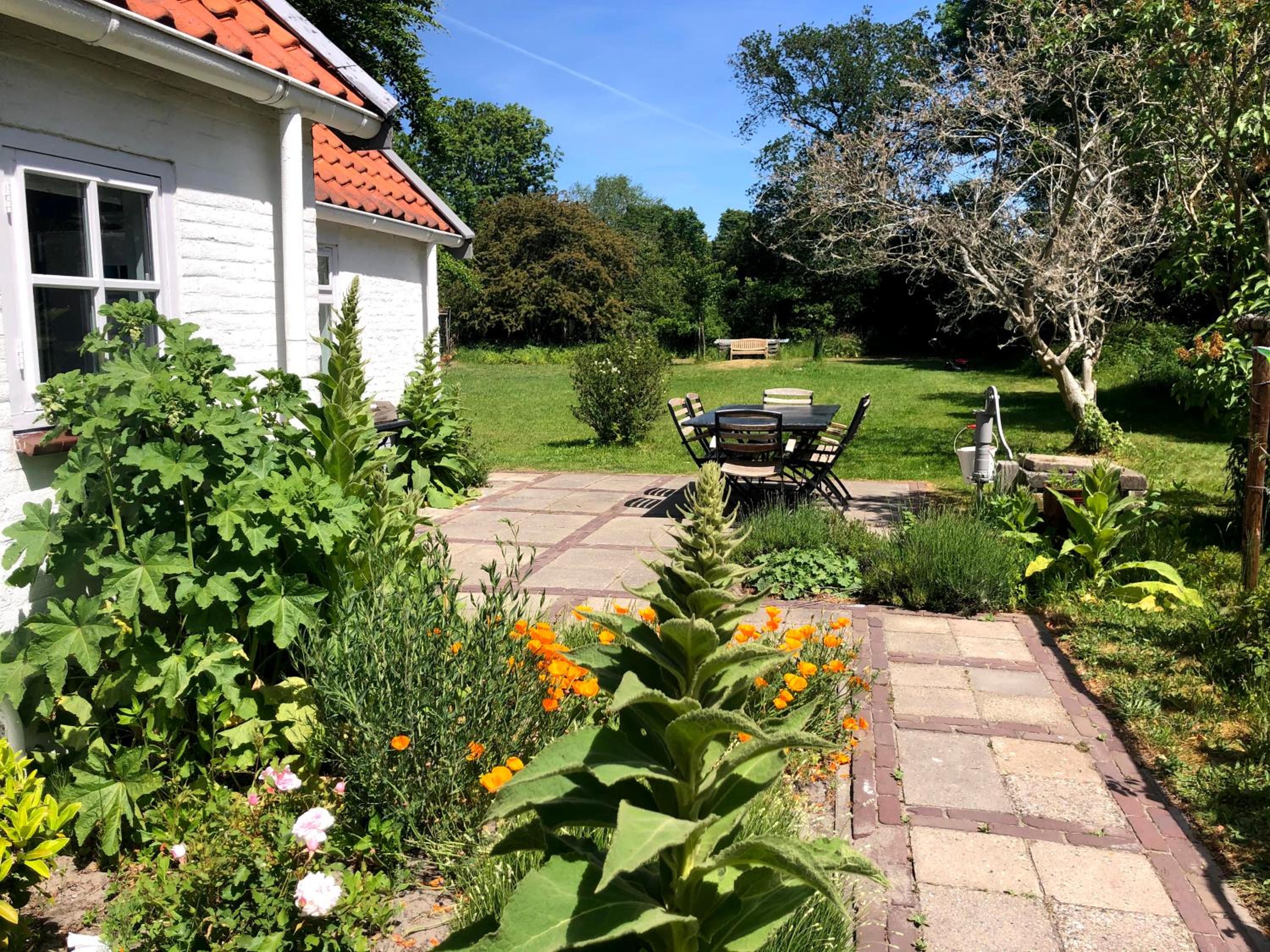 Cottage Duinroos - Dune Rose