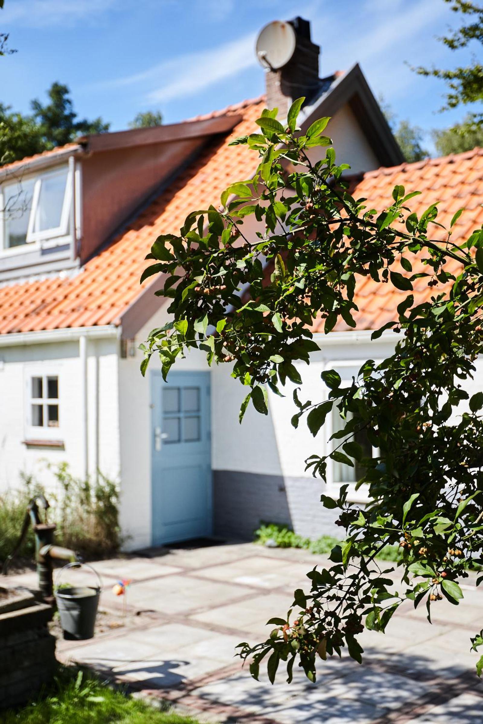 Cottage Duinroos - Dune Rose