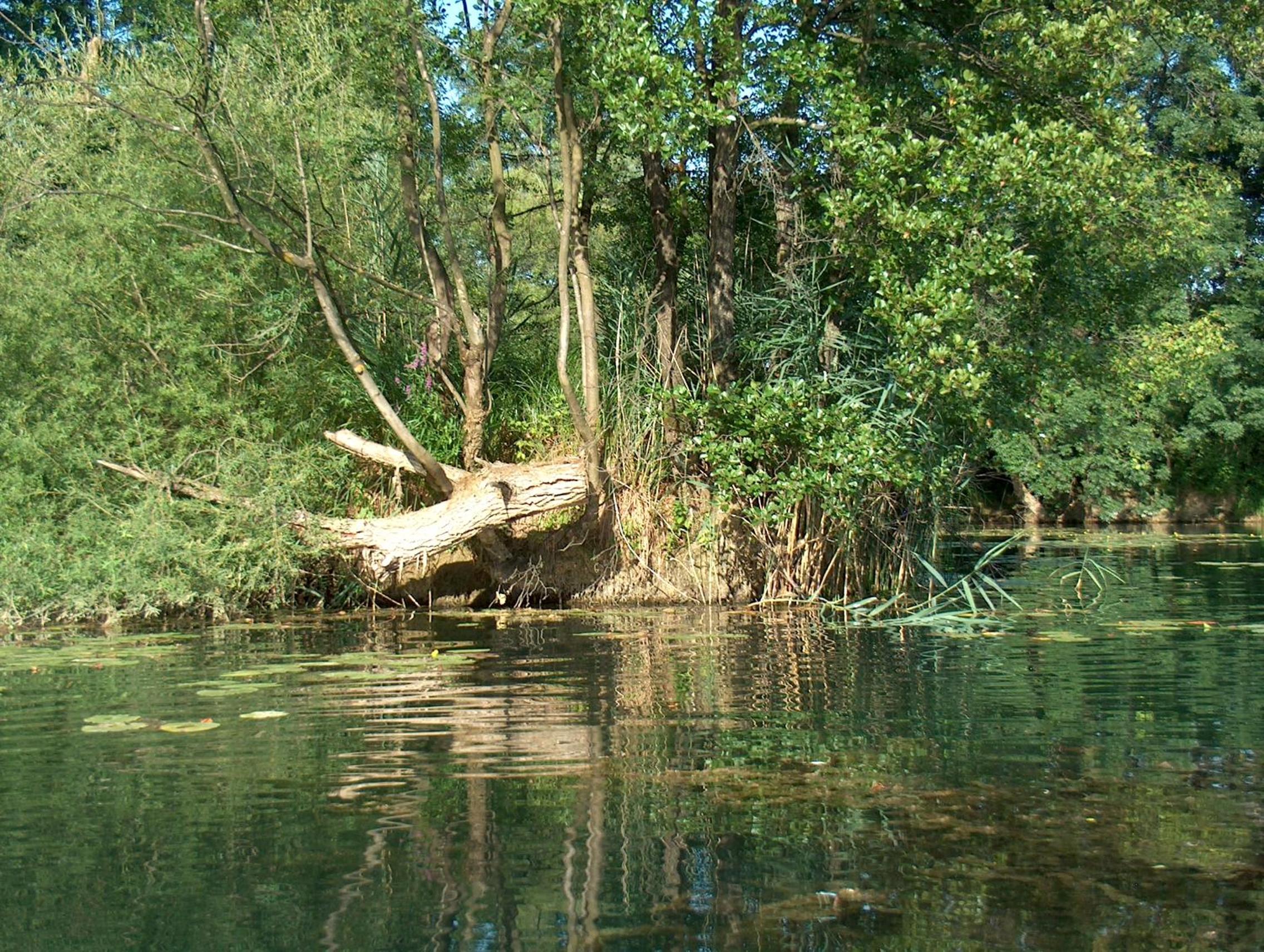 Photo 48