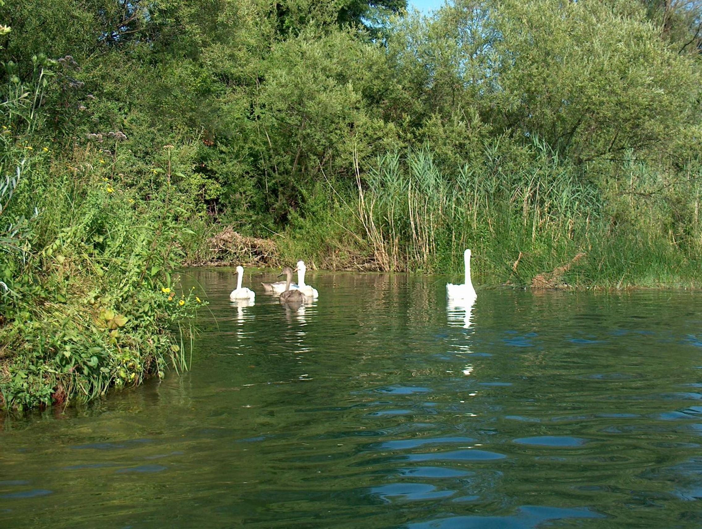 Photo 50