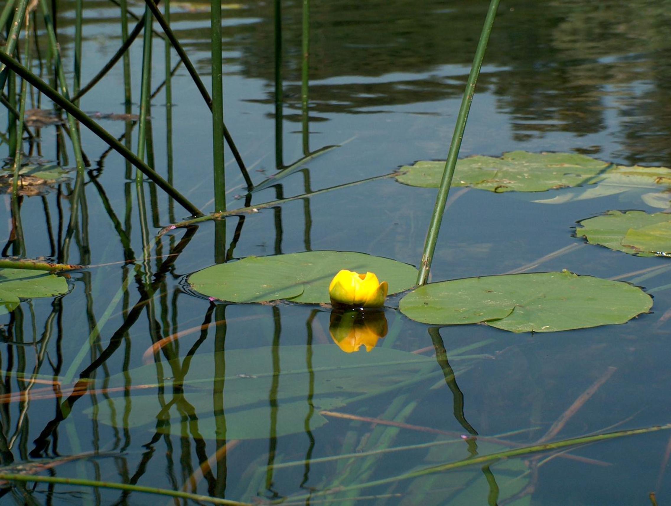Photo 52
