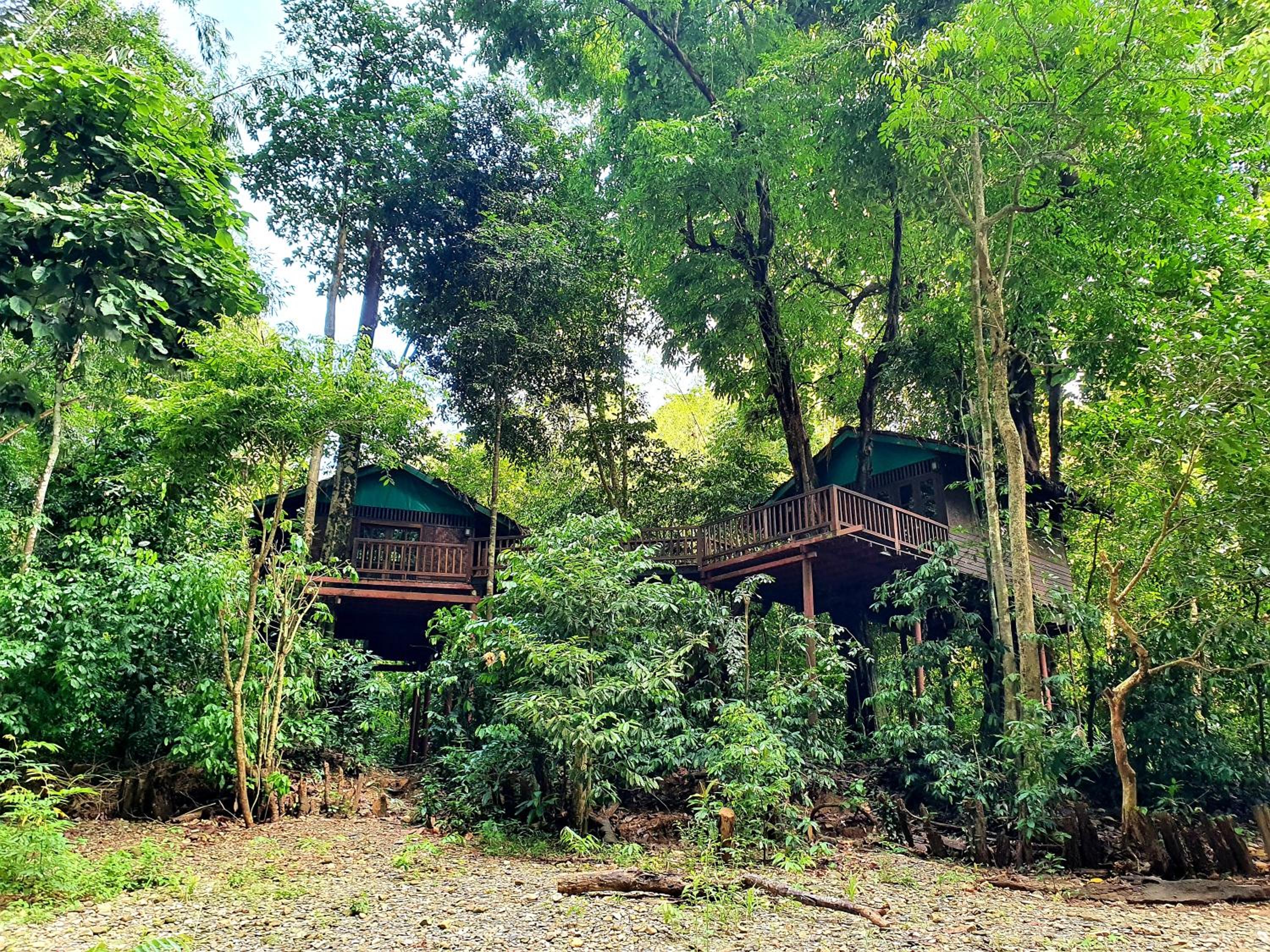 Our Jungle House