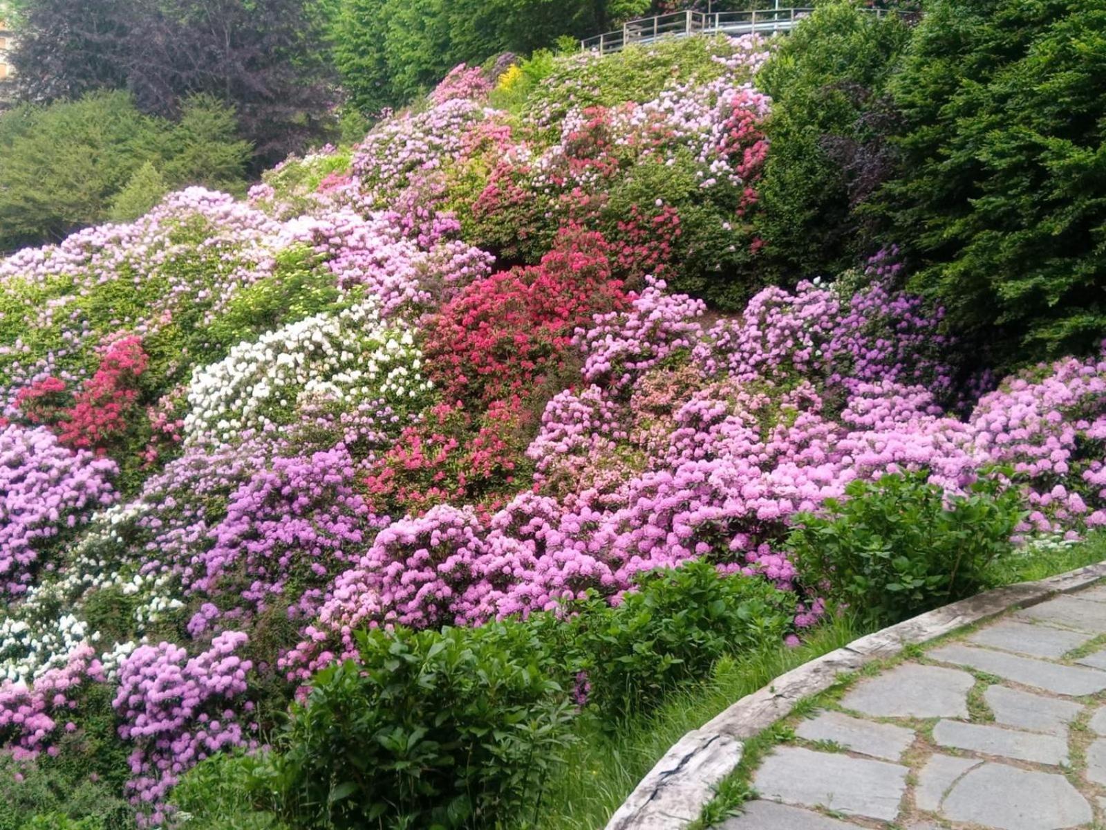 Appartamento Conca dei Rododendri view 4