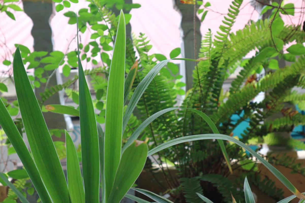 Kalon Homestay, Hai Bà Trưng, HN