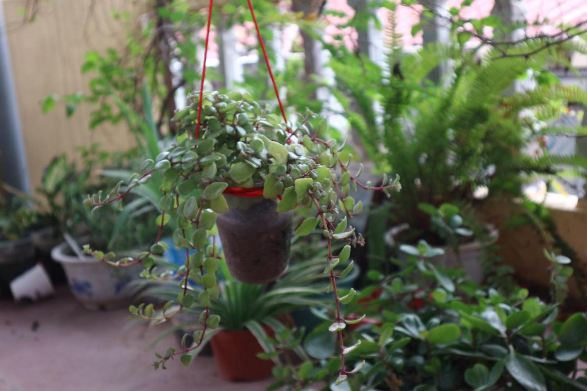 Kalon Homestay, Hai Bà Trưng, HN
