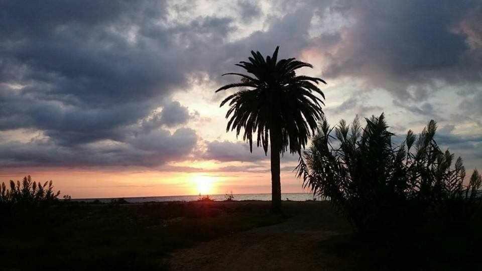 Mediterrania Pinazo