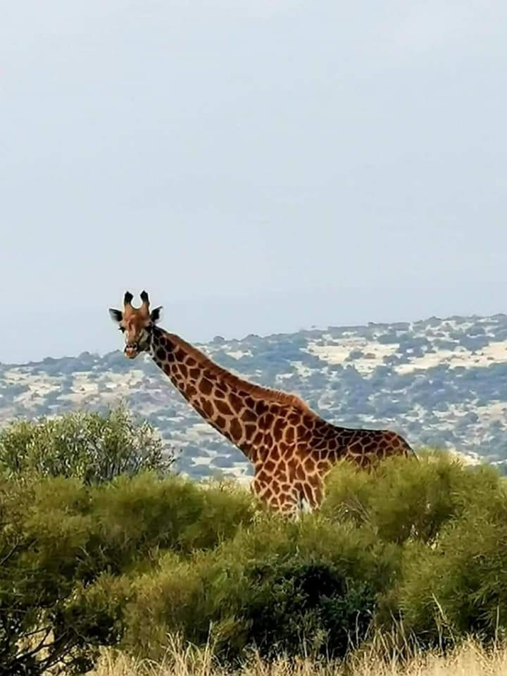Letsatsi Game Lodge