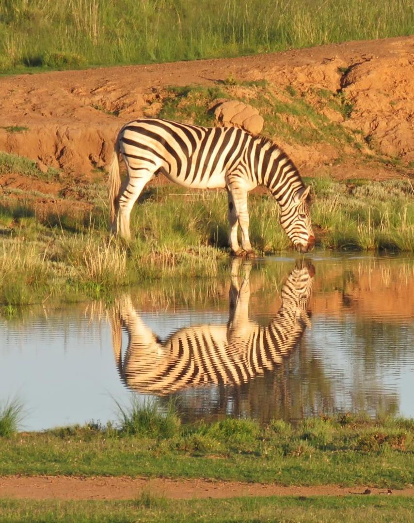 Letsatsi Game Lodge