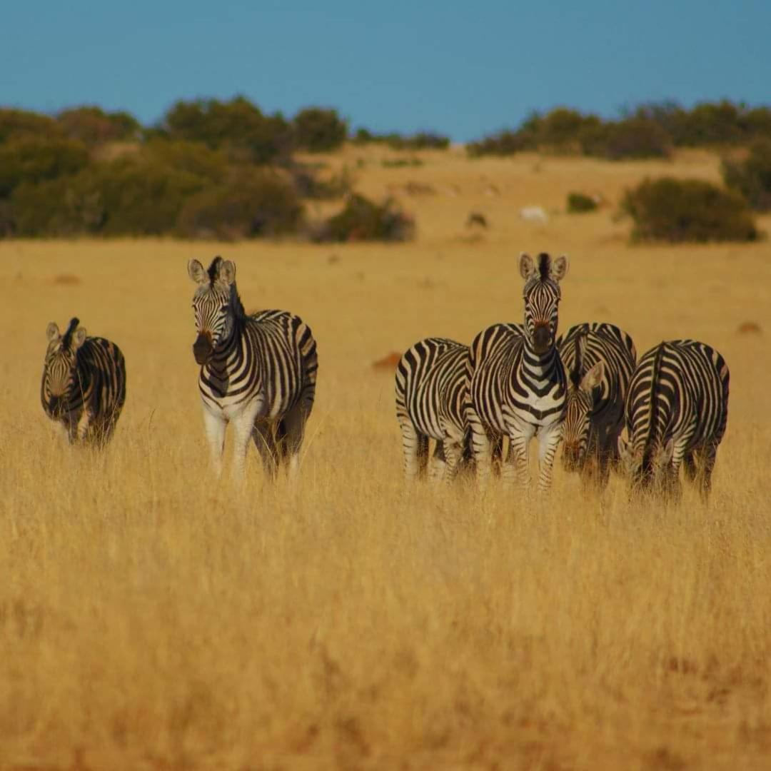 Letsatsi Game Lodge