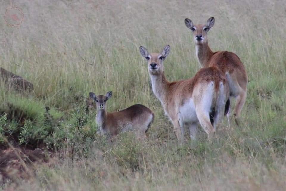 Letsatsi Game Lodge