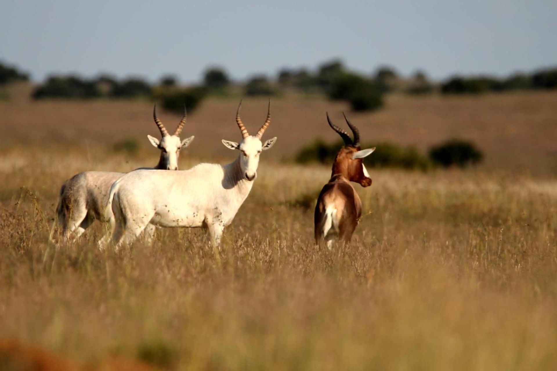 Letsatsi Game Lodge