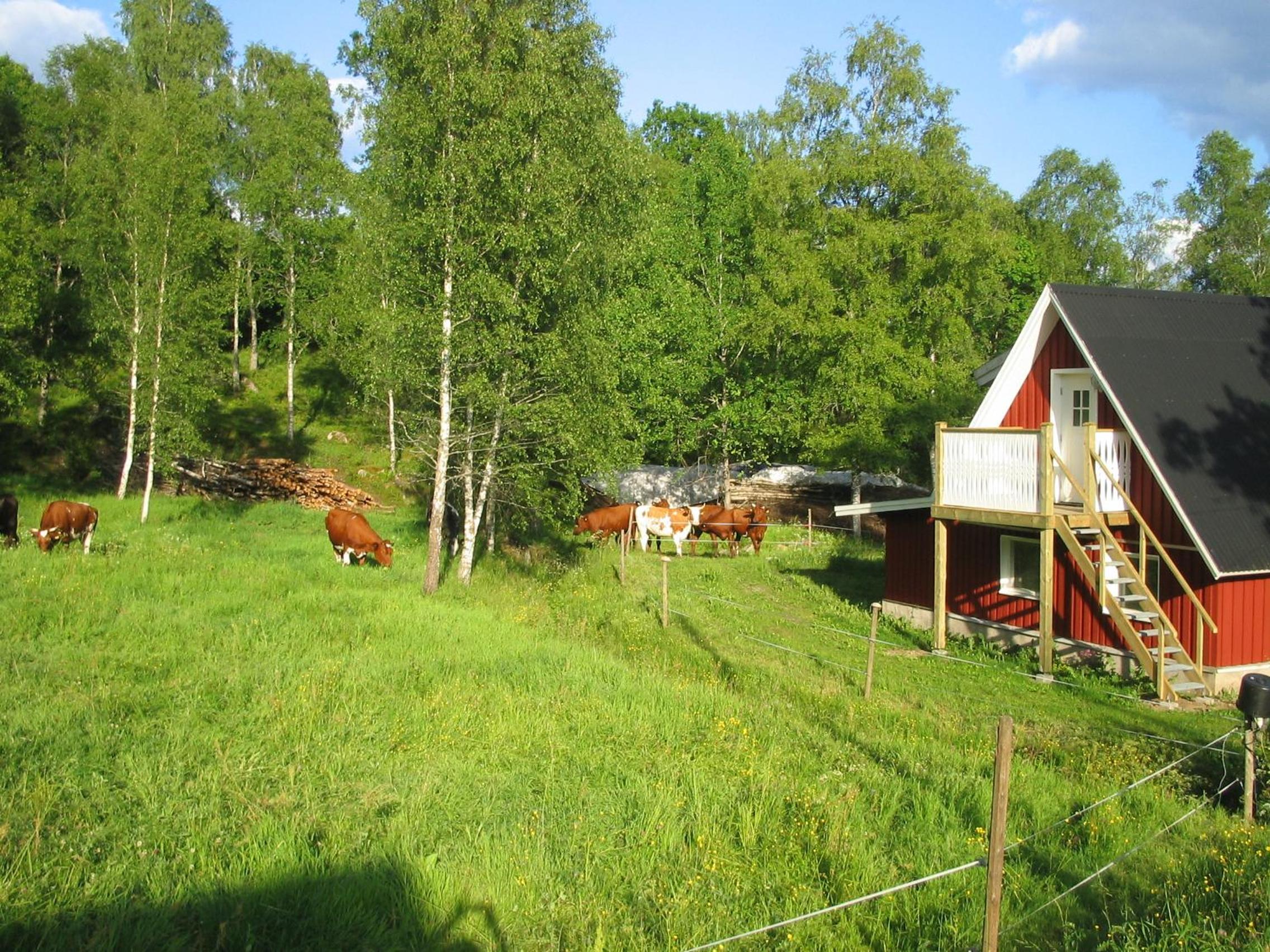 Photo 11