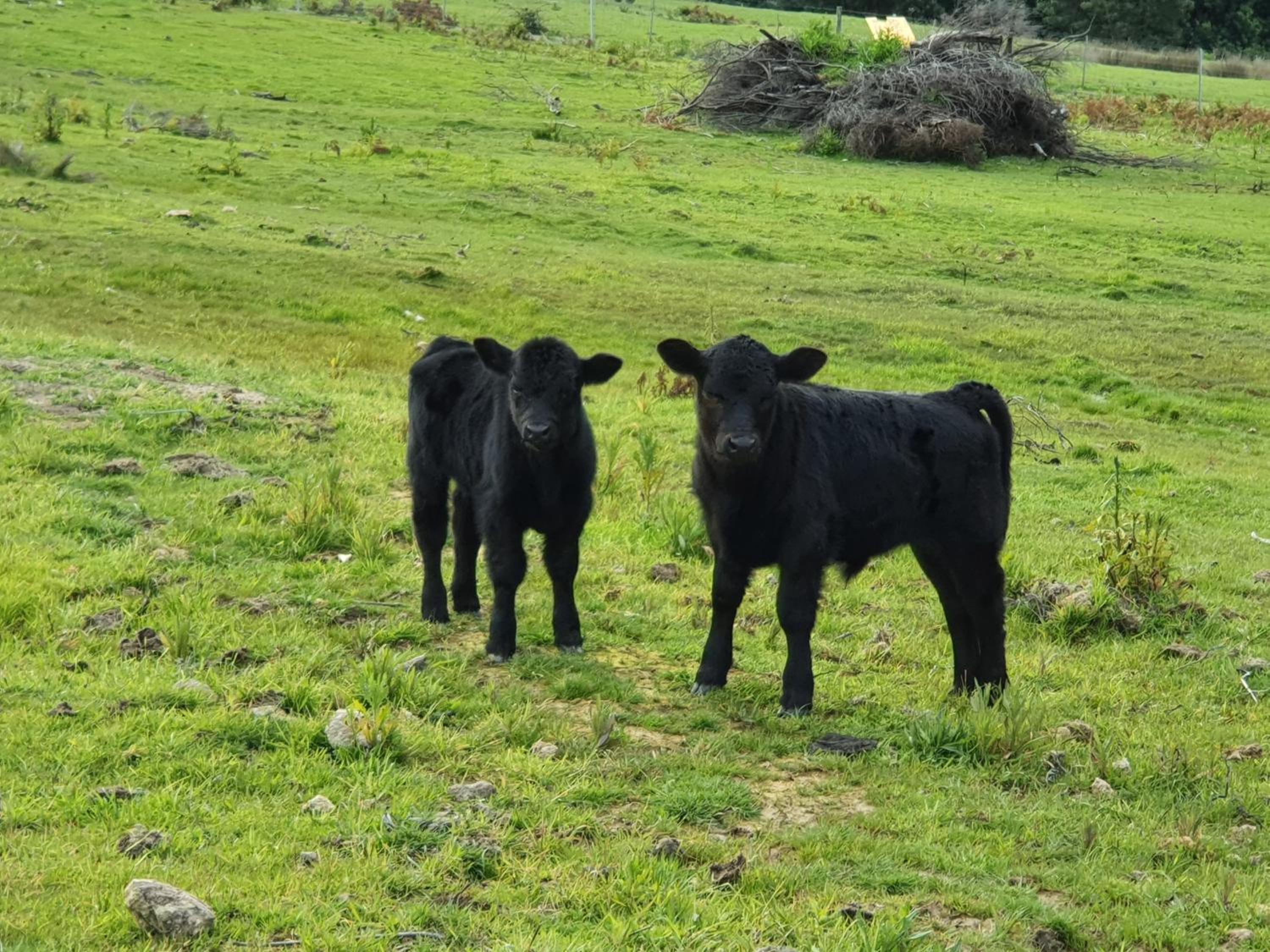 Ruby's Cottage Farm Stay