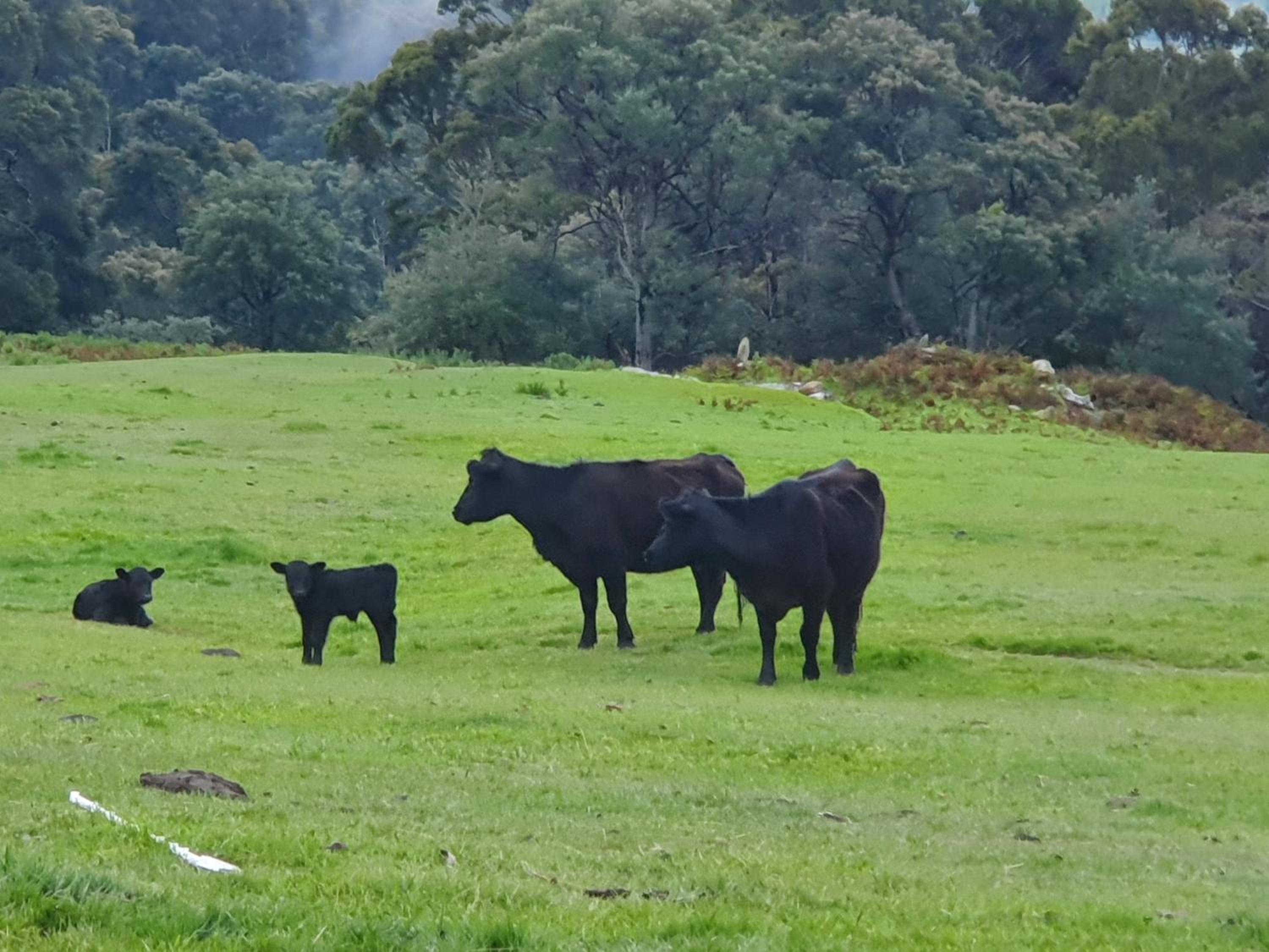 Ruby's Cottage Farm Stay