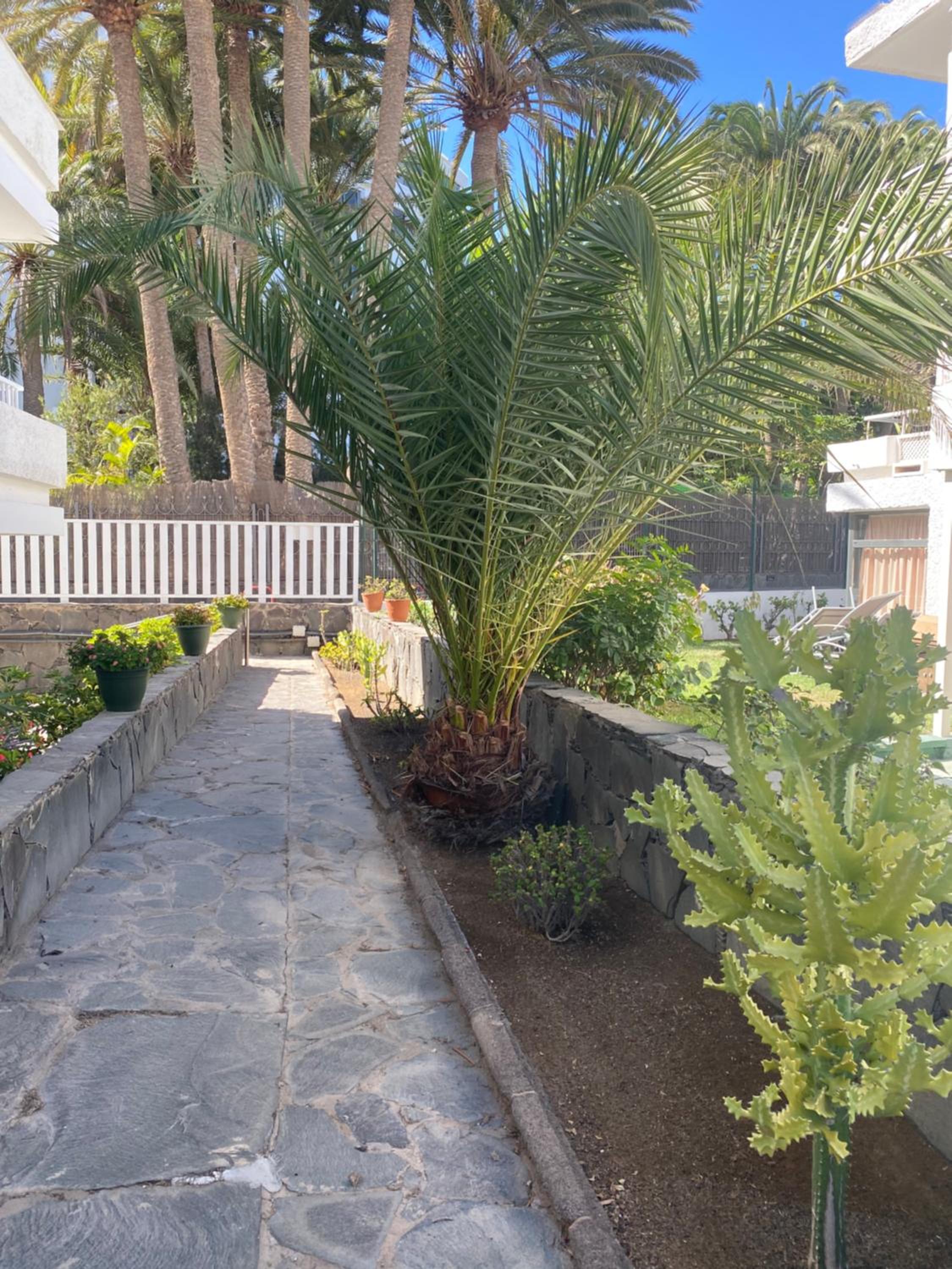 Oasis Playa Maspalomas