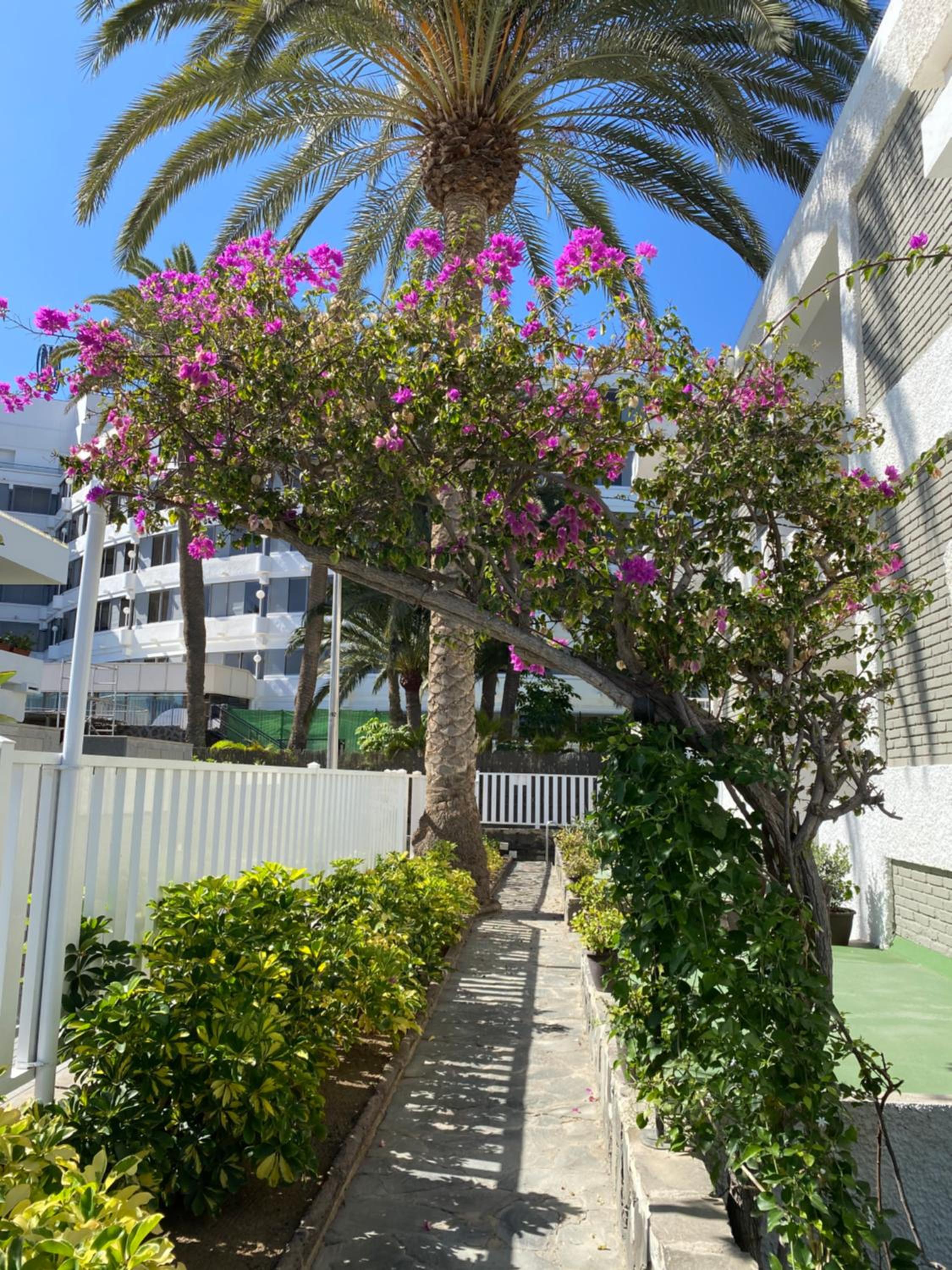 Oasis Playa Maspalomas