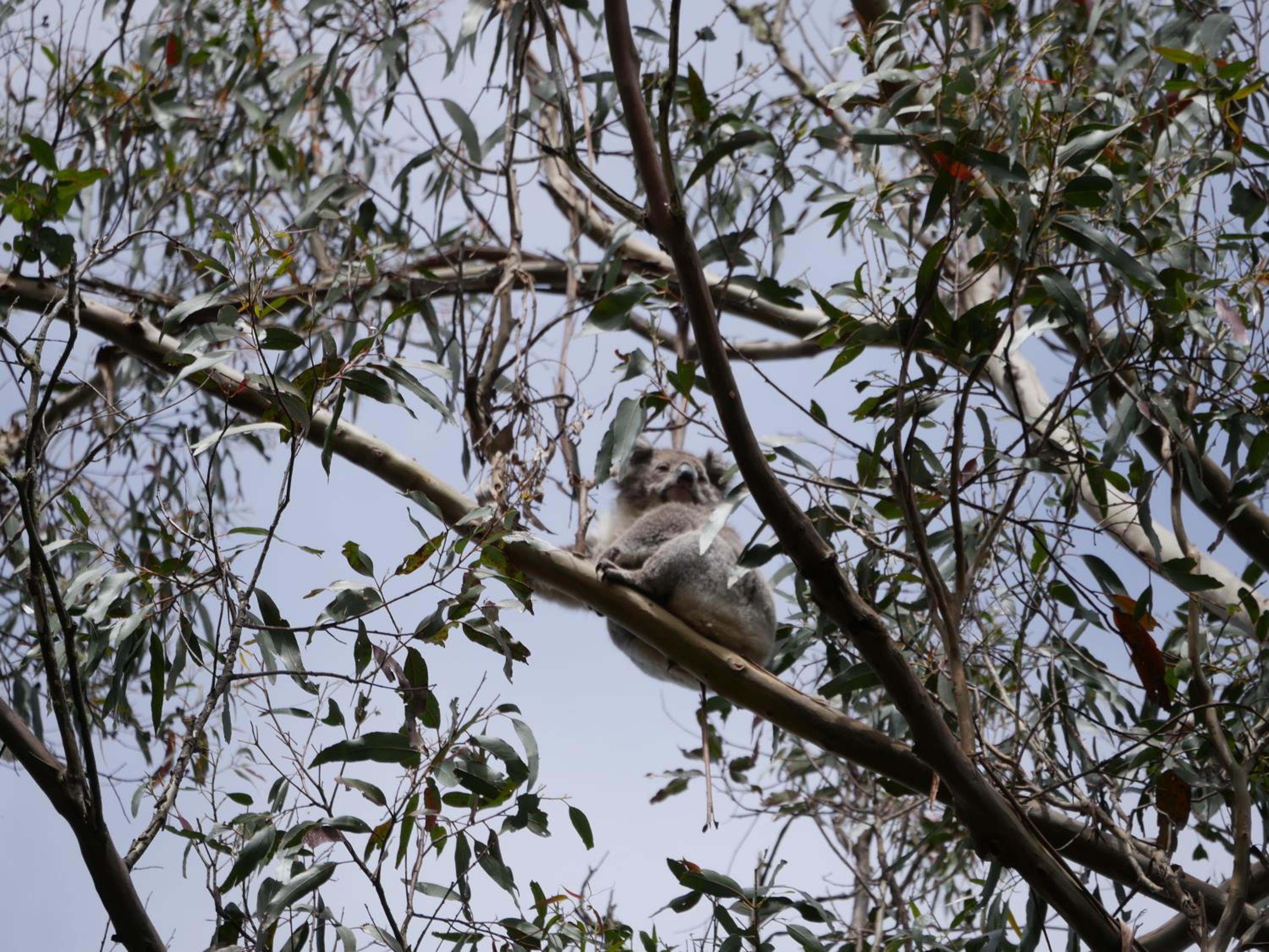 The Otway Nest