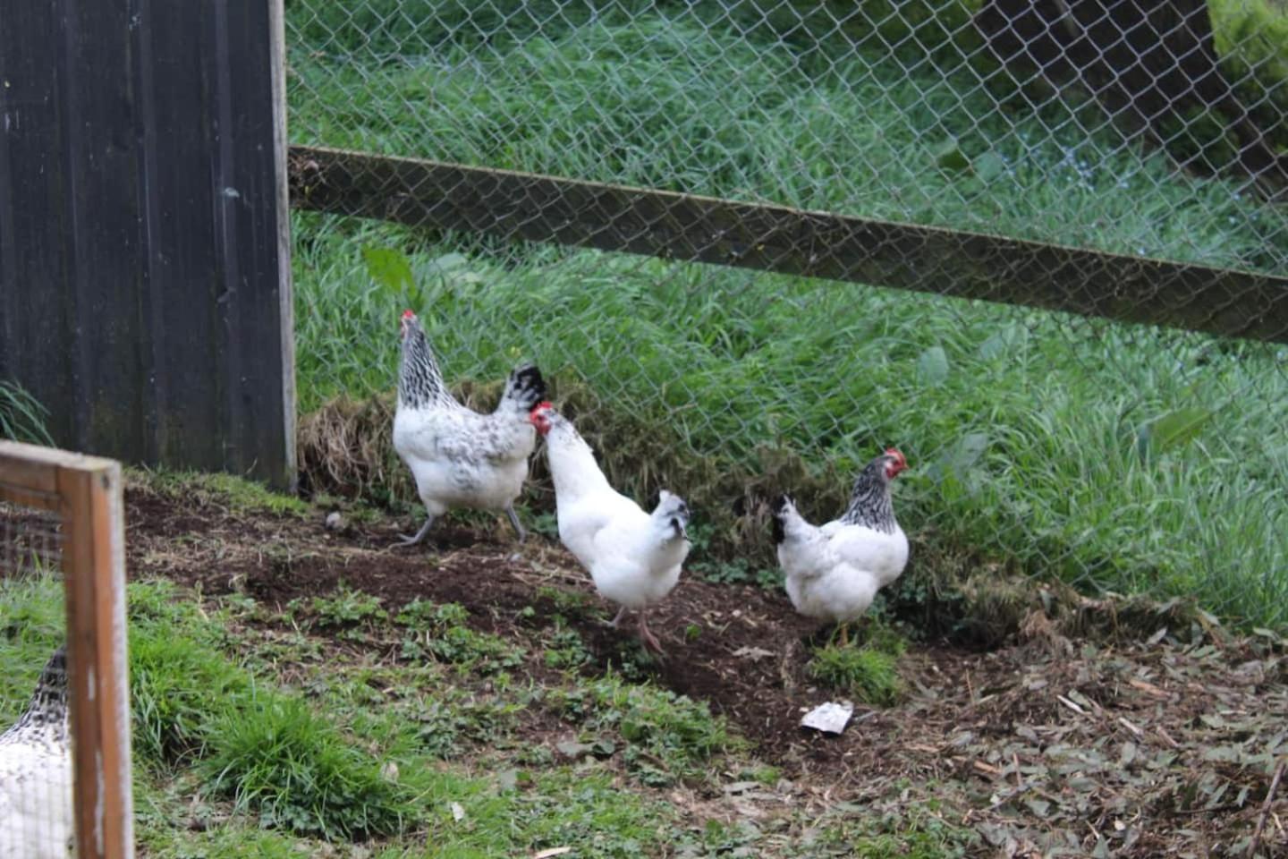 Arden Country House BnB - Entire house to yourself -peace in the country