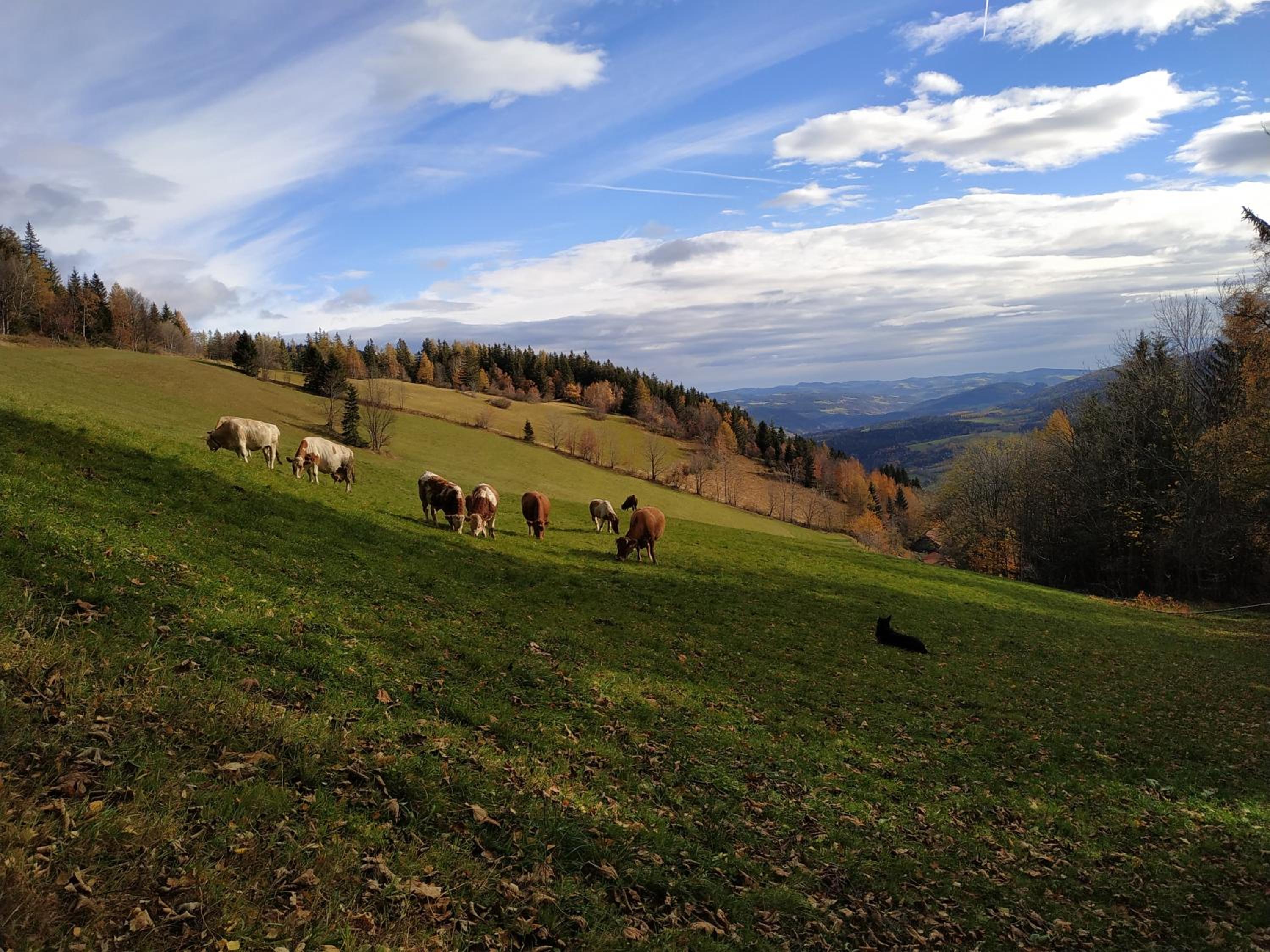 Almbauer Morgenbesser