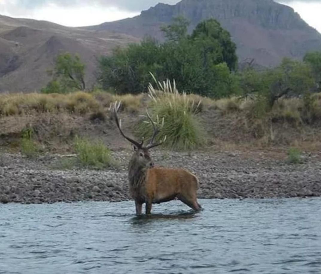 GreJa Lodge, Limay, Patagonia