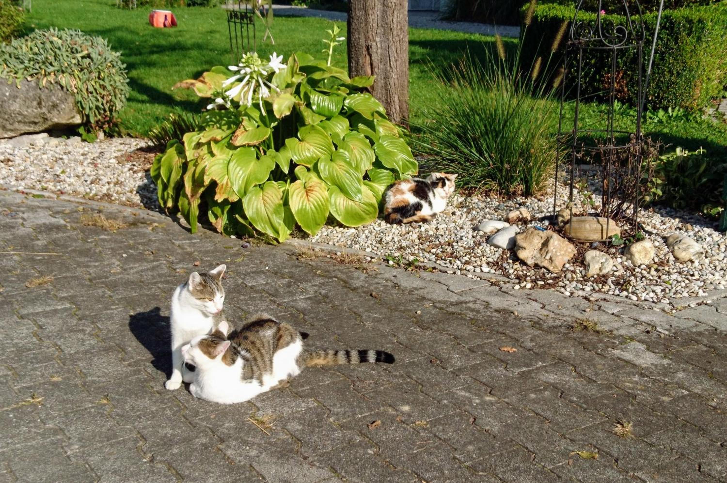 Photo 21