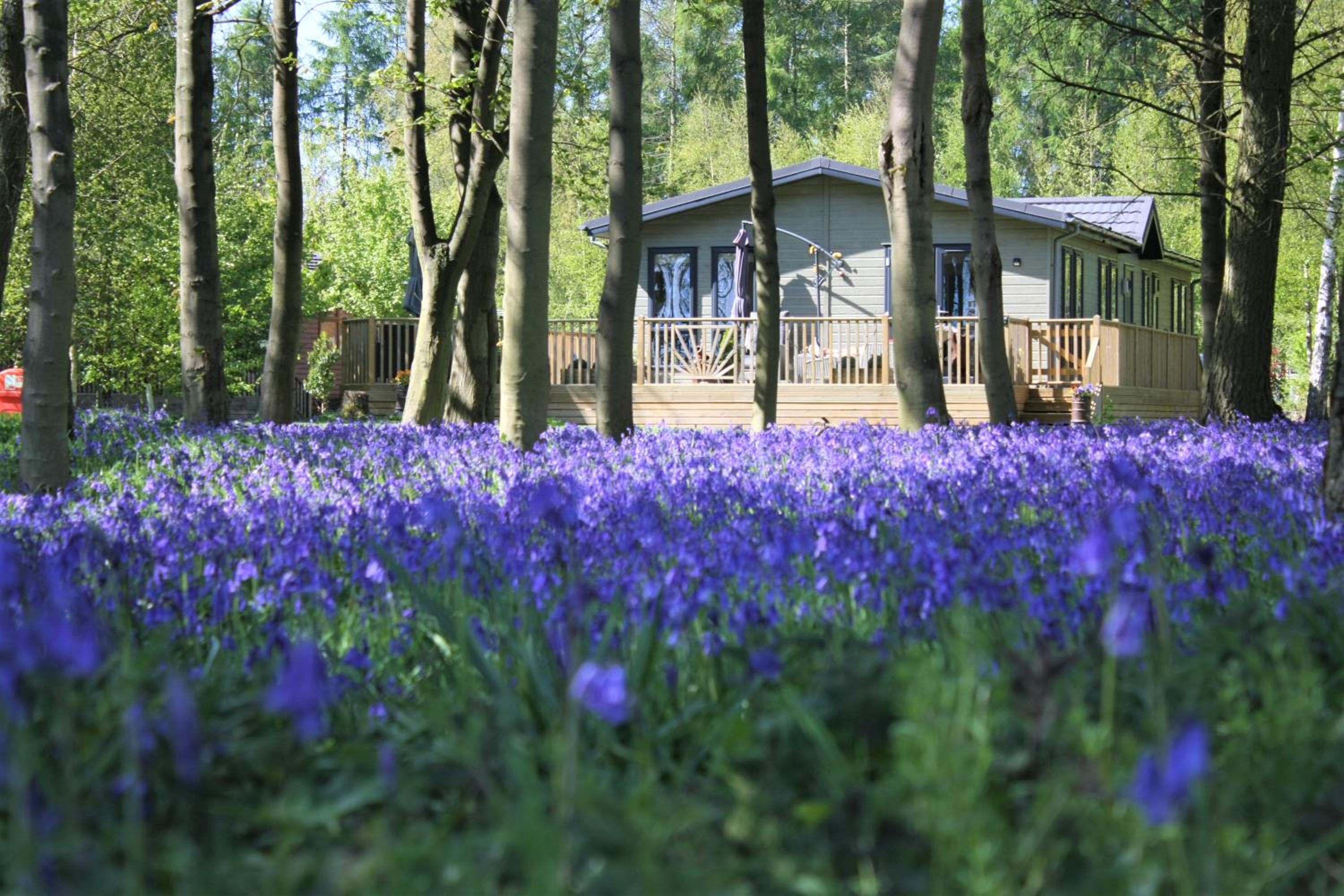 Hollicarrs - Woodland Lodge view 4