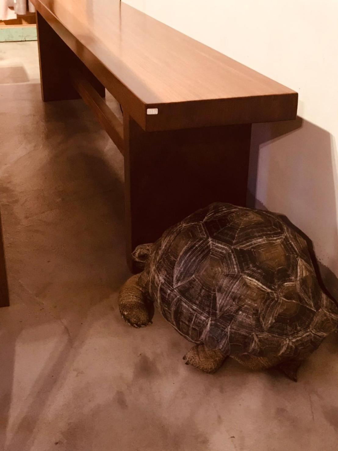 Art Turtle