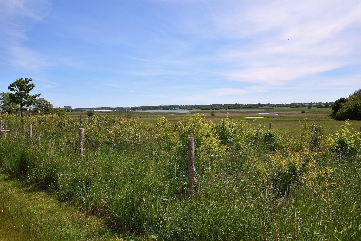 Seeschwalbe