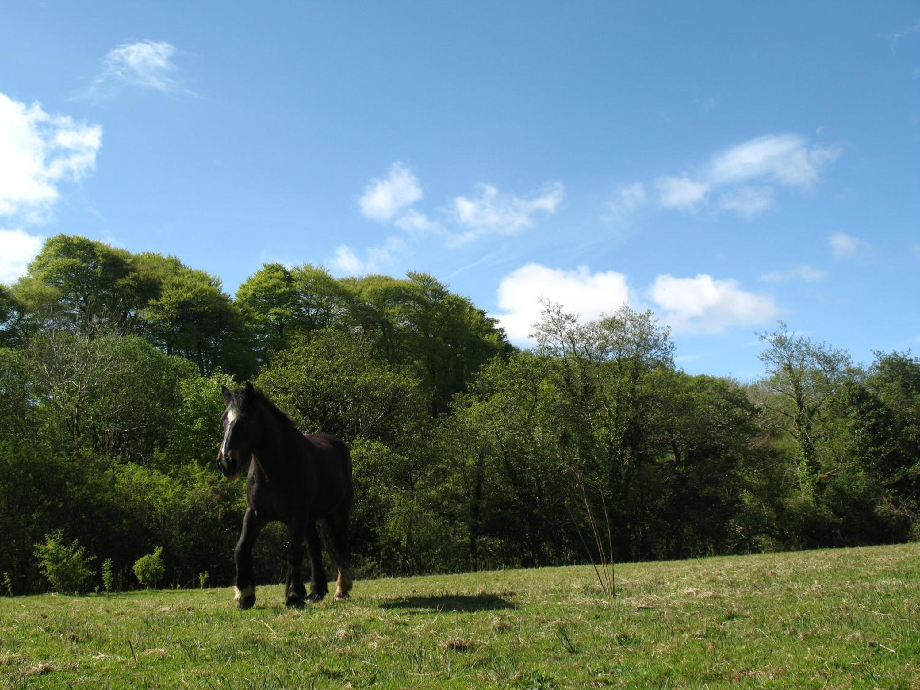 Killarney Glamping at the Grove, Suites and Lodges