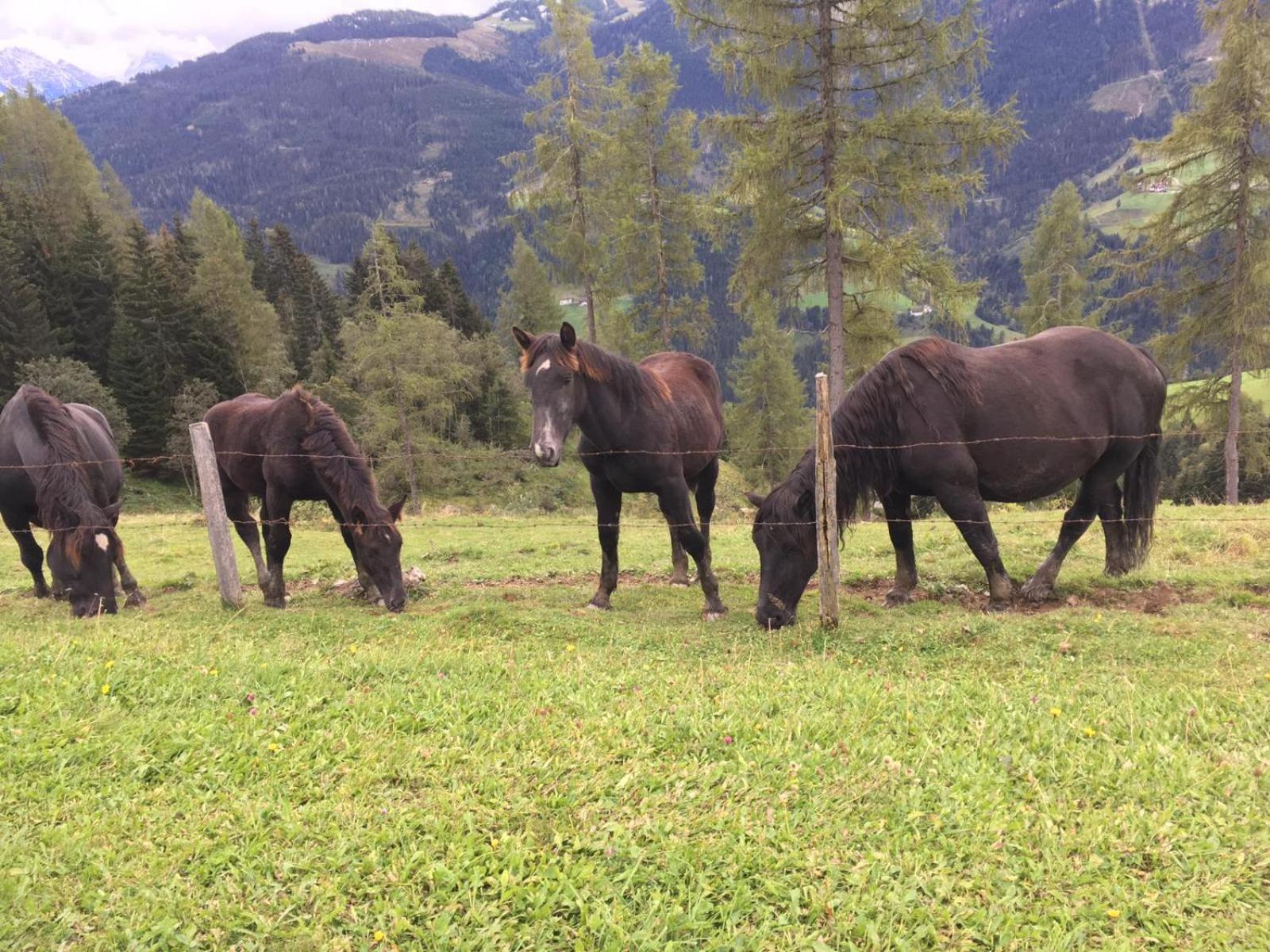 Lindbichlhof Urlaub am Bio Bauernhof