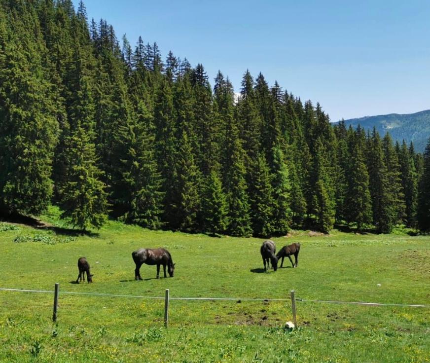Lindbichlhof Urlaub am Bio Bauernhof