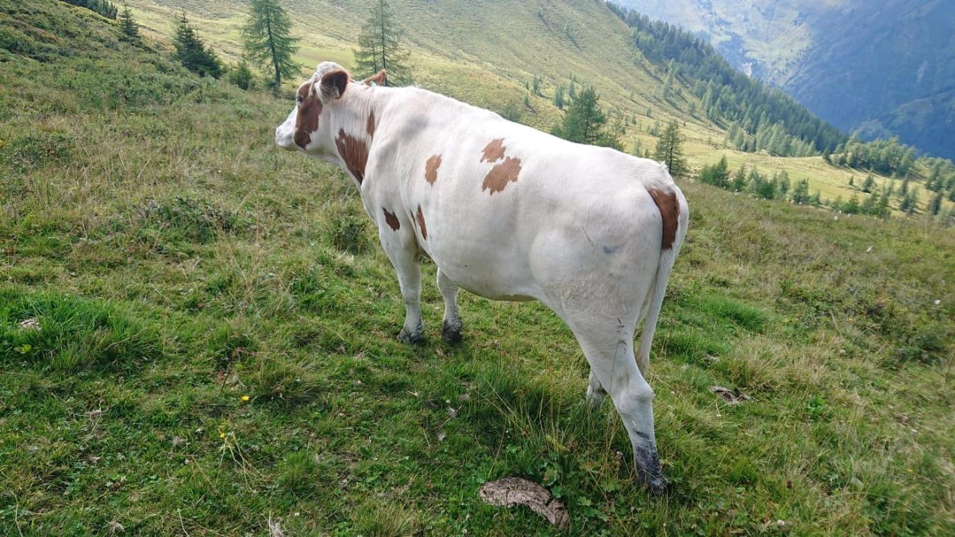 Lindbichlhof Urlaub am Bio Bauernhof