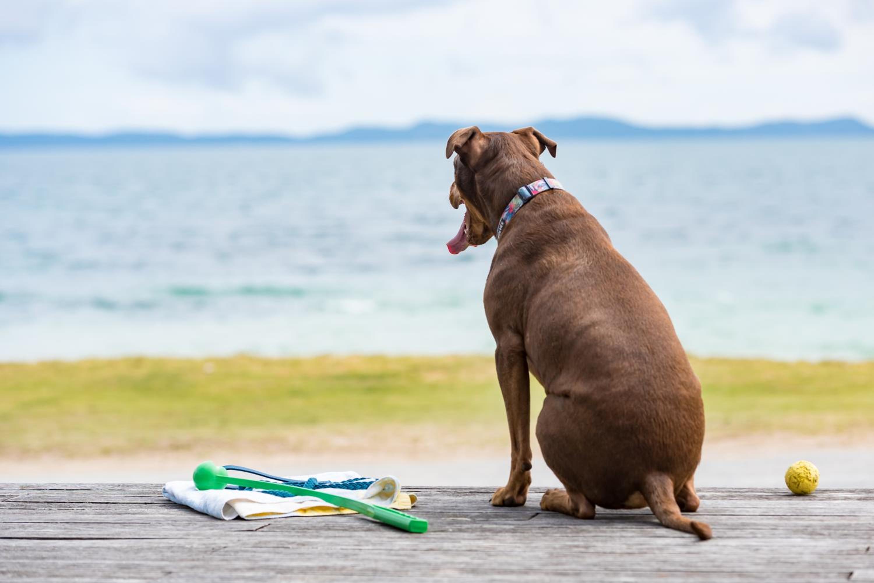 Golden Sand Beachfront, Cable Bay Stays, Cable Bay, Northland