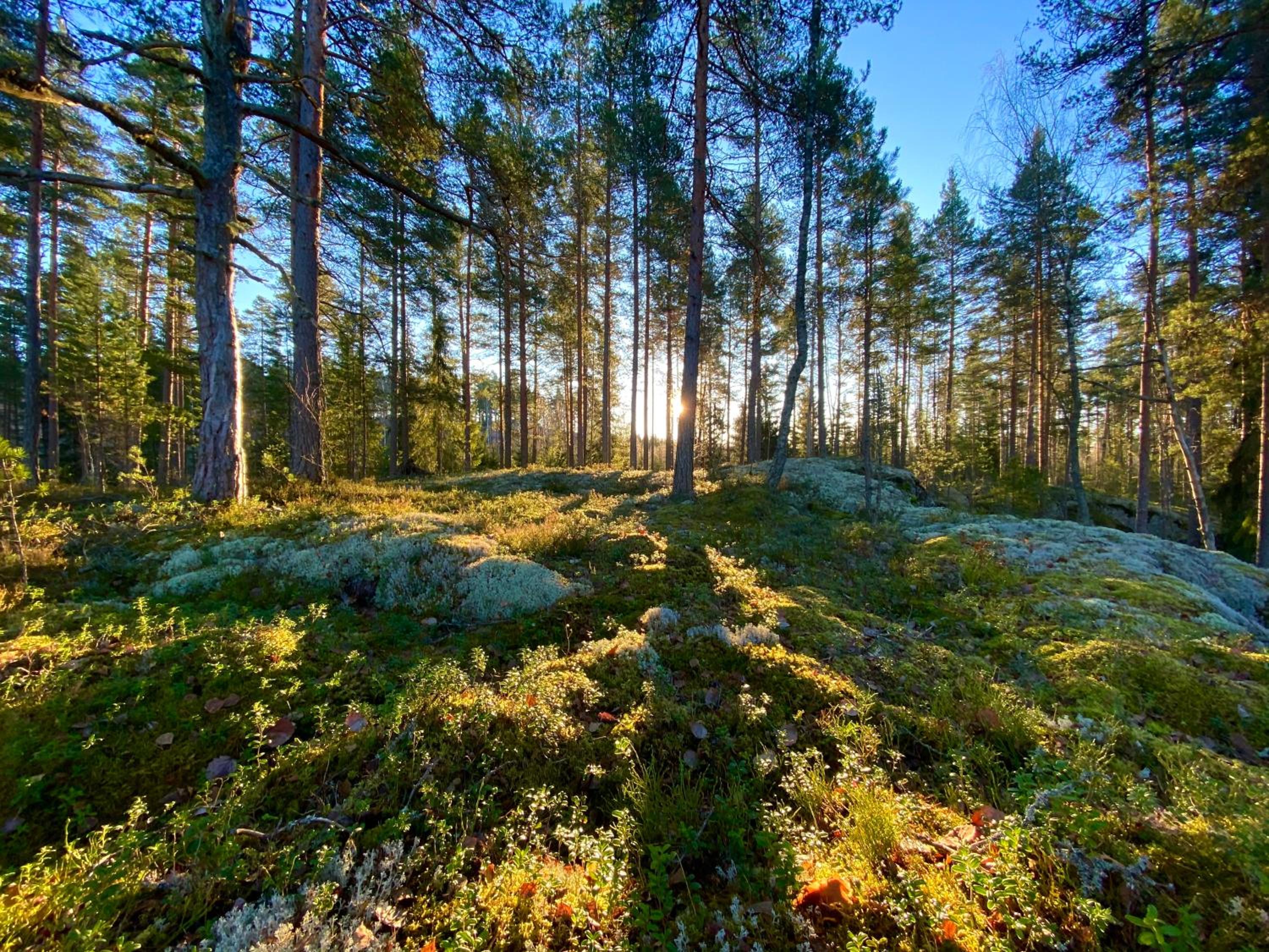 Iken Mökit