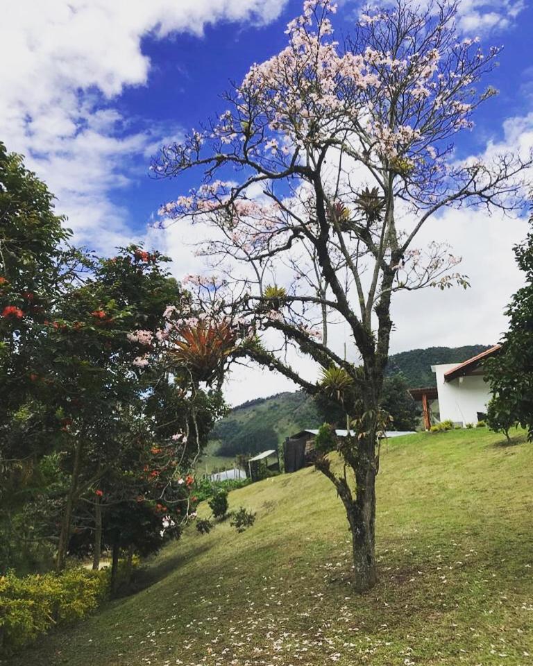 Patio Bonito