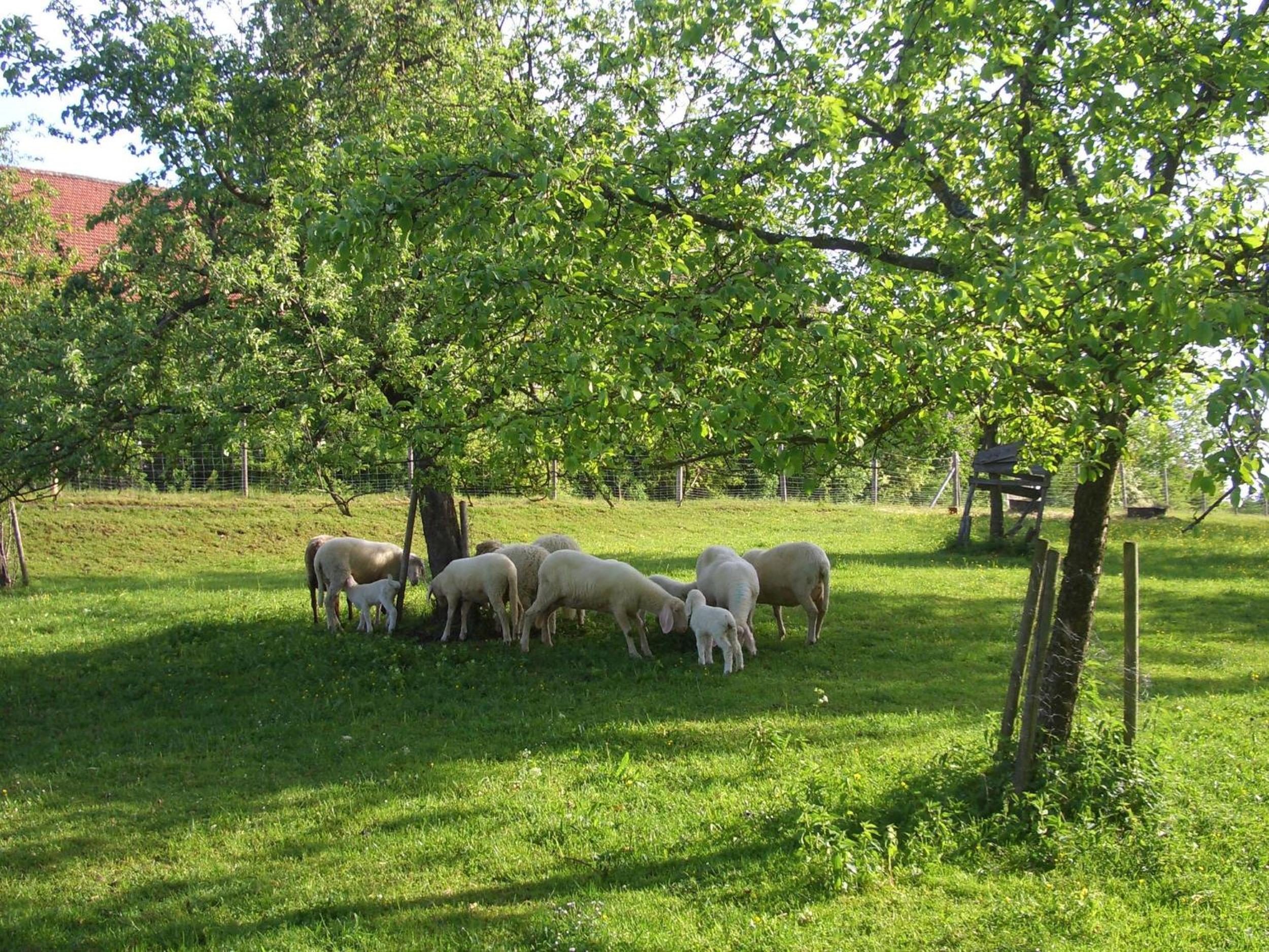 Photo 45
