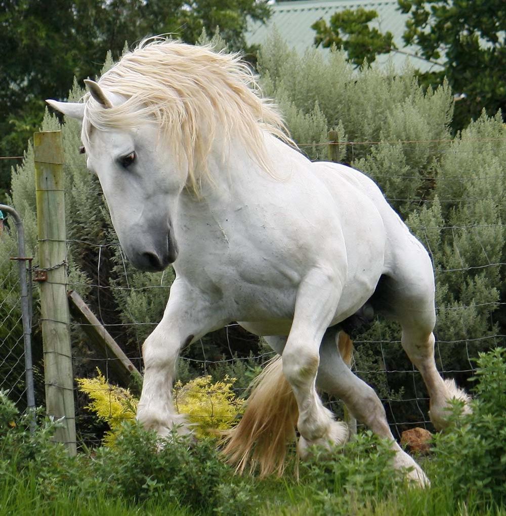 Outeniqua Moon Percheron Stud Farm