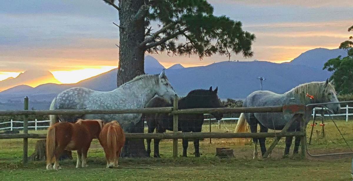 Outeniqua Moon Percheron Stud Farm