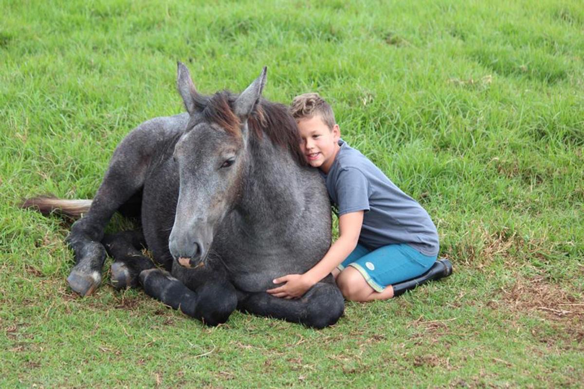 Outeniqua Moon Percheron Stud Farm