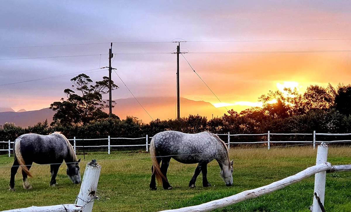 Outeniqua Moon Percheron Stud Farm
