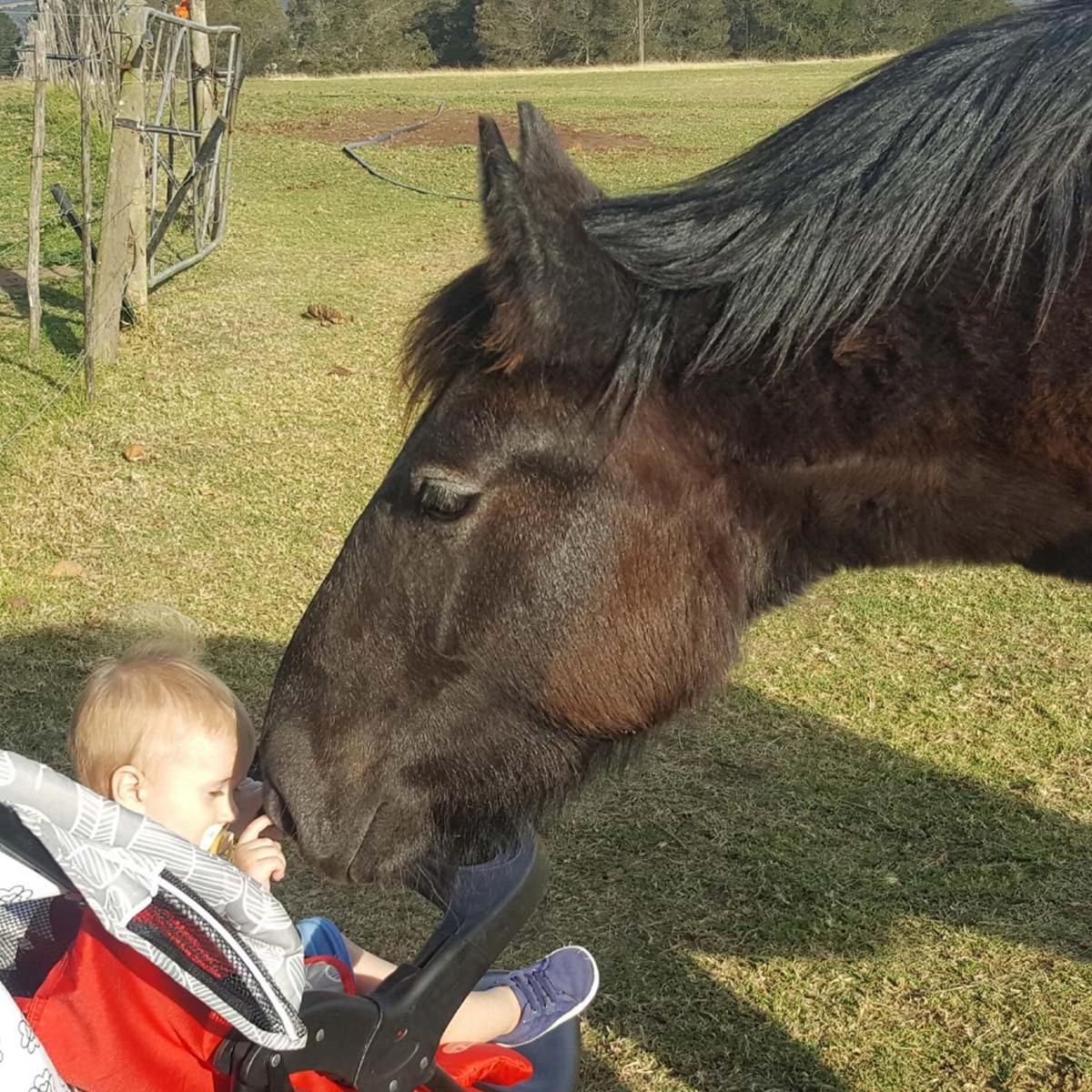 Outeniqua Moon Percheron Stud Farm