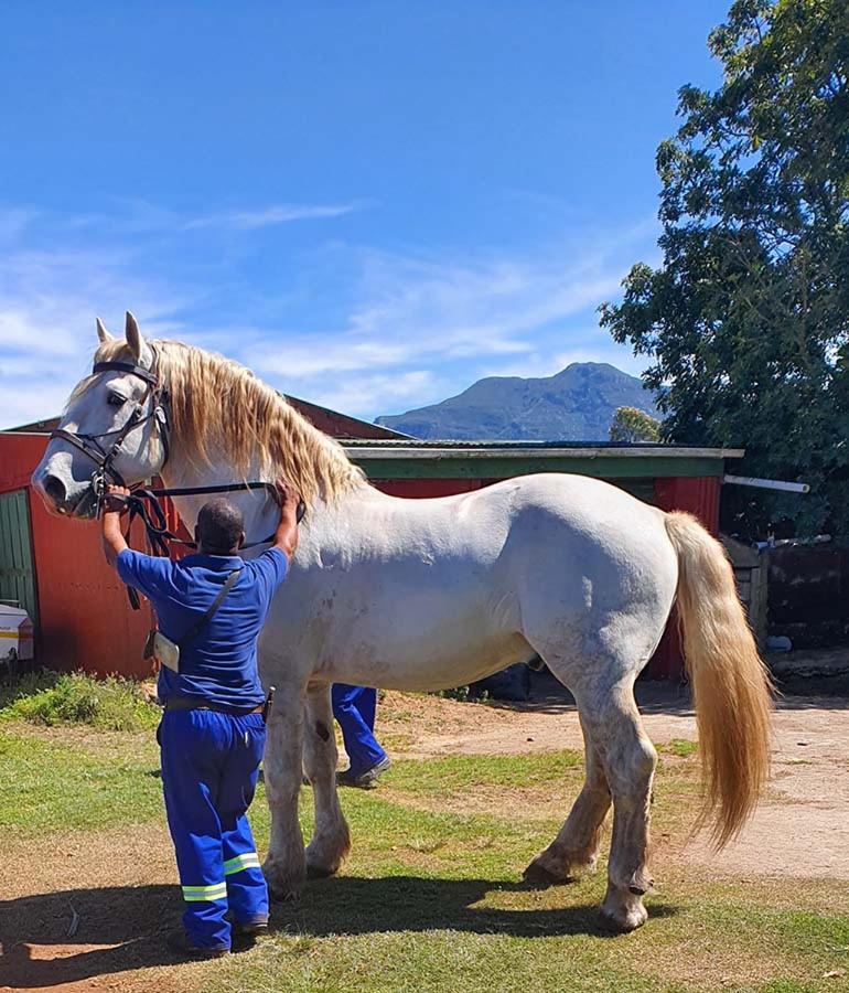 Outeniqua Moon Percheron Stud Farm
