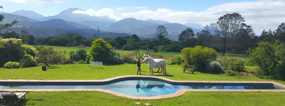 Outeniqua Moon Percheron Stud Farm